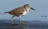 Least Sandpiper