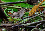 Least Sandpiper