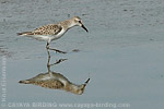 Semipalmated Sandpiper