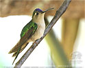 Wedge-tailed Sabrewing