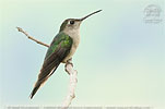 Wedge-tailed Sabrewing