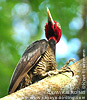 Pale-billed Woodpecker