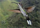 Violet Sabrewing female