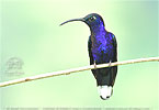 Violet Sabrewing male