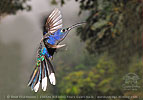 Violet Sabrewing male