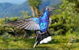 Violet Sabrewing male