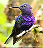 Violet Sabrewing male