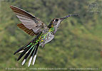 Violet Sabrewing female