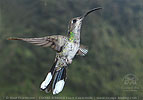 Violet Sabrewing female