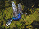 Violet Sabrewing with pollen