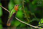 Rufous Sabrewing