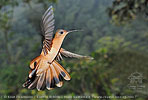 Rufous Sabrewing, birding tours in Los Tarrales with CAYAYA BIRDING