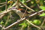 Rufous-naped Wren