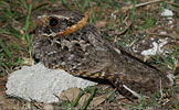 Buff-collared Nightjar in Guatemala