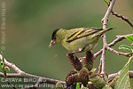 Black-capped Siskin