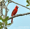 Northern Cardinal