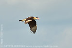 Crested Caracara