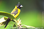 Black-headed Siskin