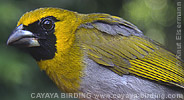 Black-faced Grosbeak