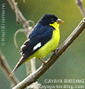 Lesser Goldfinch