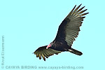 Turkey Vulture