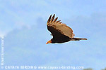 Lesser Yellow-headed Vulture