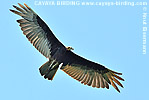 Lesser Yellow-headed Vulture