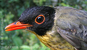 Spotted Nightingale-Thrush