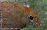 Ruddy-capped Nightingale-Thrush