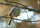 Hermit Thrush