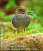 Orange-billed Nightingale-Thrush