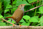 Orange-billed Nightingale-Thrush