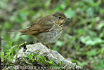 Swainson's Thrush