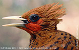 Chestnut-colored Woodpecker