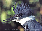 Belted Kingfisher