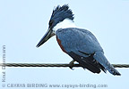 Ringed Kingfisher