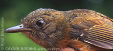 Dusky Antbird