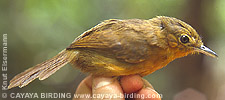 Dusky Antbird