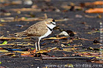 Collared Plover