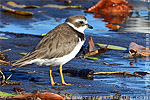 Semipalmated Plover