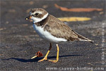 Semipalmated Plover