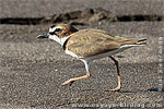 Wilson's Plover