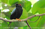 Immature Long-tailed Manakin