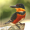 American Pygmy Kingfisher