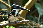 Amazon Kingfisher