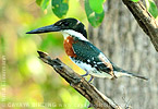 Green Kingfisher