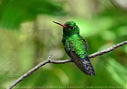 male Canivet's Emerald