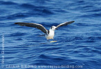 Black Tern