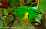 Blue-crowned Chlorophonia