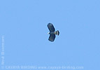 Hook-billed Kite